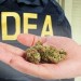 dea-chief-retreats-on-marijuana-war
